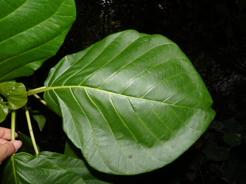Image of Claoxylon indicum by (c) Samuel Lee, some rights reserved (CC BY)