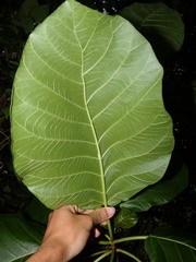 Claoxylon indicum