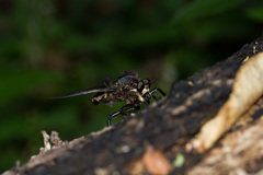 Blepharotes splendidissimus