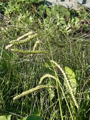 Paspalum dilatatum