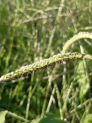 Paspalum dilatatum