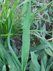 Paspalum dilatatum
