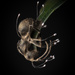 Ophiocordyceps buquetii - Photo (c) Lawrence Hylton, algunos derechos reservados (CC BY), subido por Lawrence Hylton