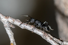 Polyrhachis phryne