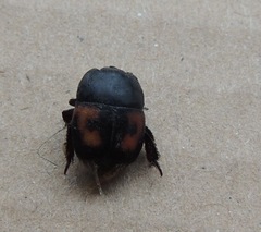 Hister quadrimaculatus