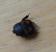 Hister quadrimaculatus