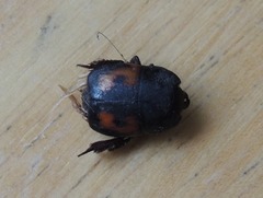 Hister quadrimaculatus