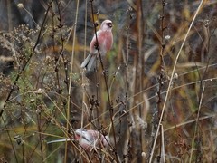 Carpodacus sibiricus