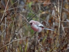 Carpodacus sibiricus