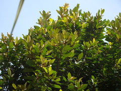 Planchonella obovata