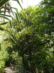 Planchonella obovata