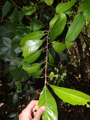 Planchonella obovata