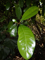Planchonella obovata