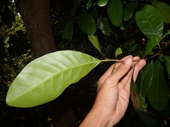 Planchonella obovata