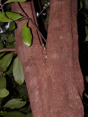 Planchonella obovata