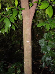 Planchonella obovata