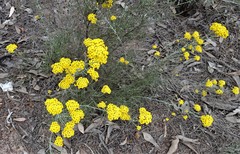 Ozothamnus diotophyllus