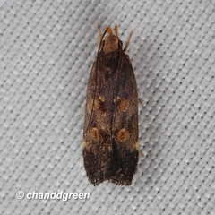 Pexicopia melitolicna