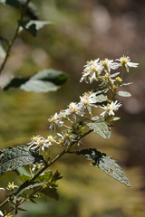 Olearia rugosa rugosa