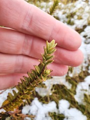 Veronica societatis