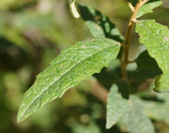 Olearia rugosa rugosa