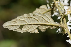 Olearia rugosa rugosa