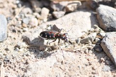 Cosmodela separata