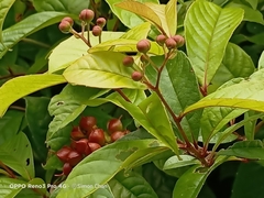 Tetracera indica