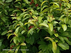 Tetracera indica