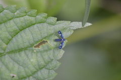 Mileewa margheritae