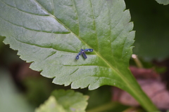 Mileewa margheritae