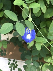 Clitoria ternatea