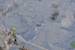 Aquarius elongatus