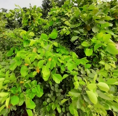 Cordia dichotoma