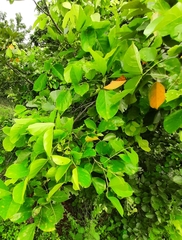 Cordia dichotoma