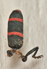 Ceroplesis orientalis
