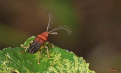 Eugeusis palpator