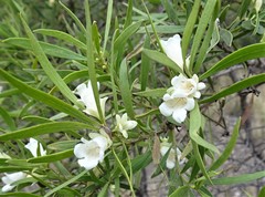 Eremophila mitchellii