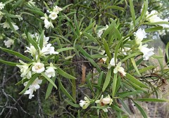 Eremophila mitchellii