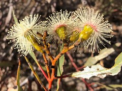 Eucalyptus incrassata