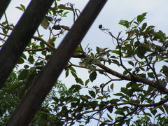 Polioptila bilineata