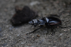 Odontolabis cuvera sinensis
