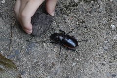 Odontolabis cuvera sinensis