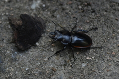 Odontolabis cuvera sinensis