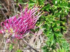 Grevillea acanthifolia