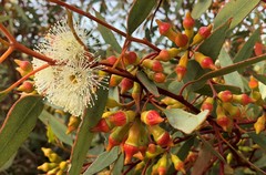 Eucalyptus incrassata