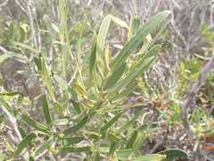 Olea exasperata