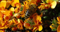 Pultenaea microphylla