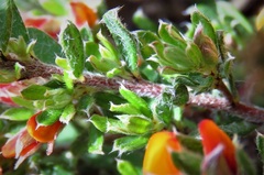 Pultenaea microphylla