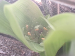 Colchicum eucomoides